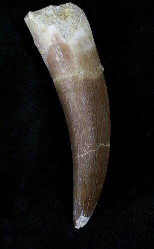 Fossil Plesiosaur Tooth - Morocco #22653